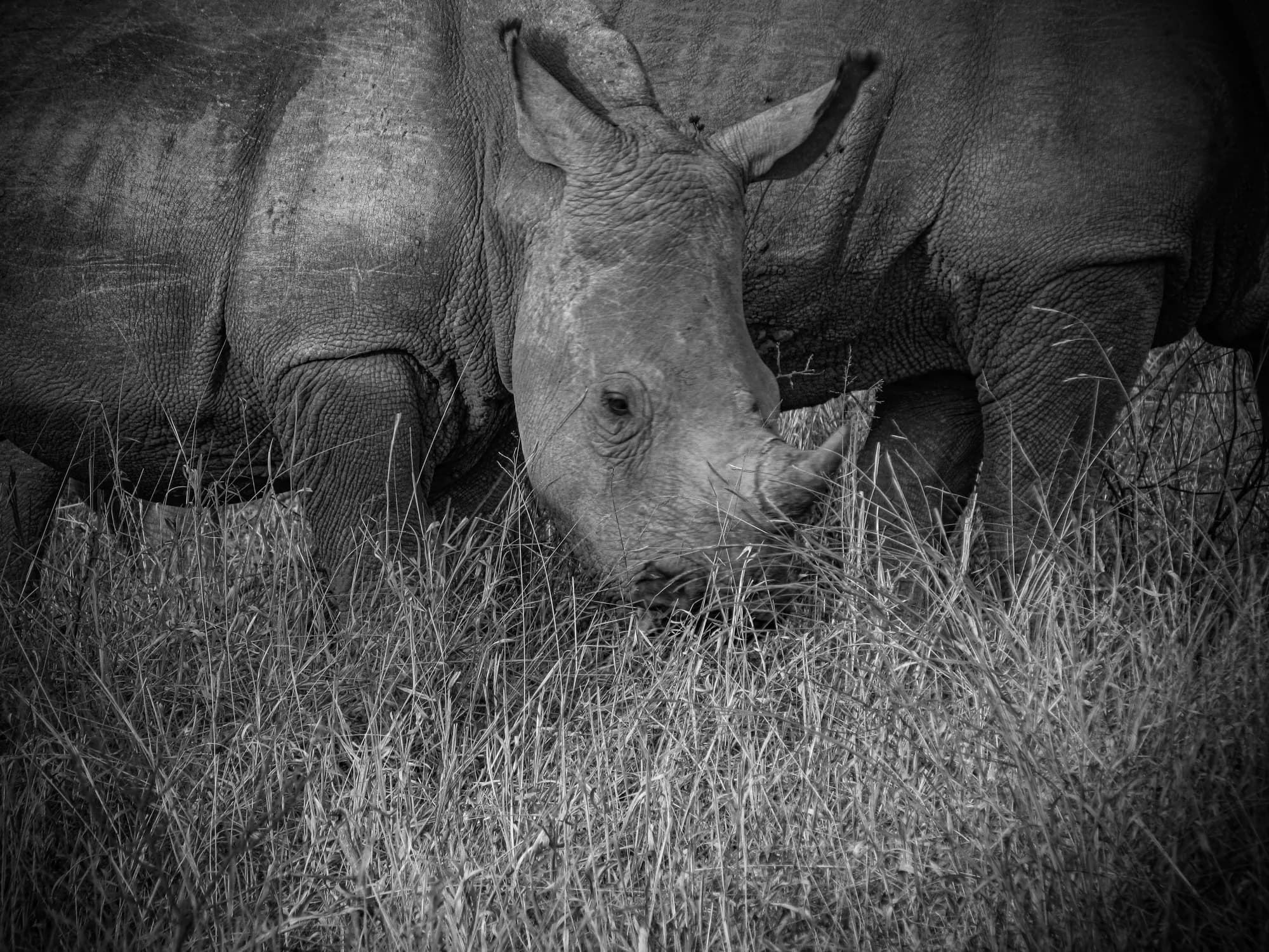 A rhinoceros, location undisclosed