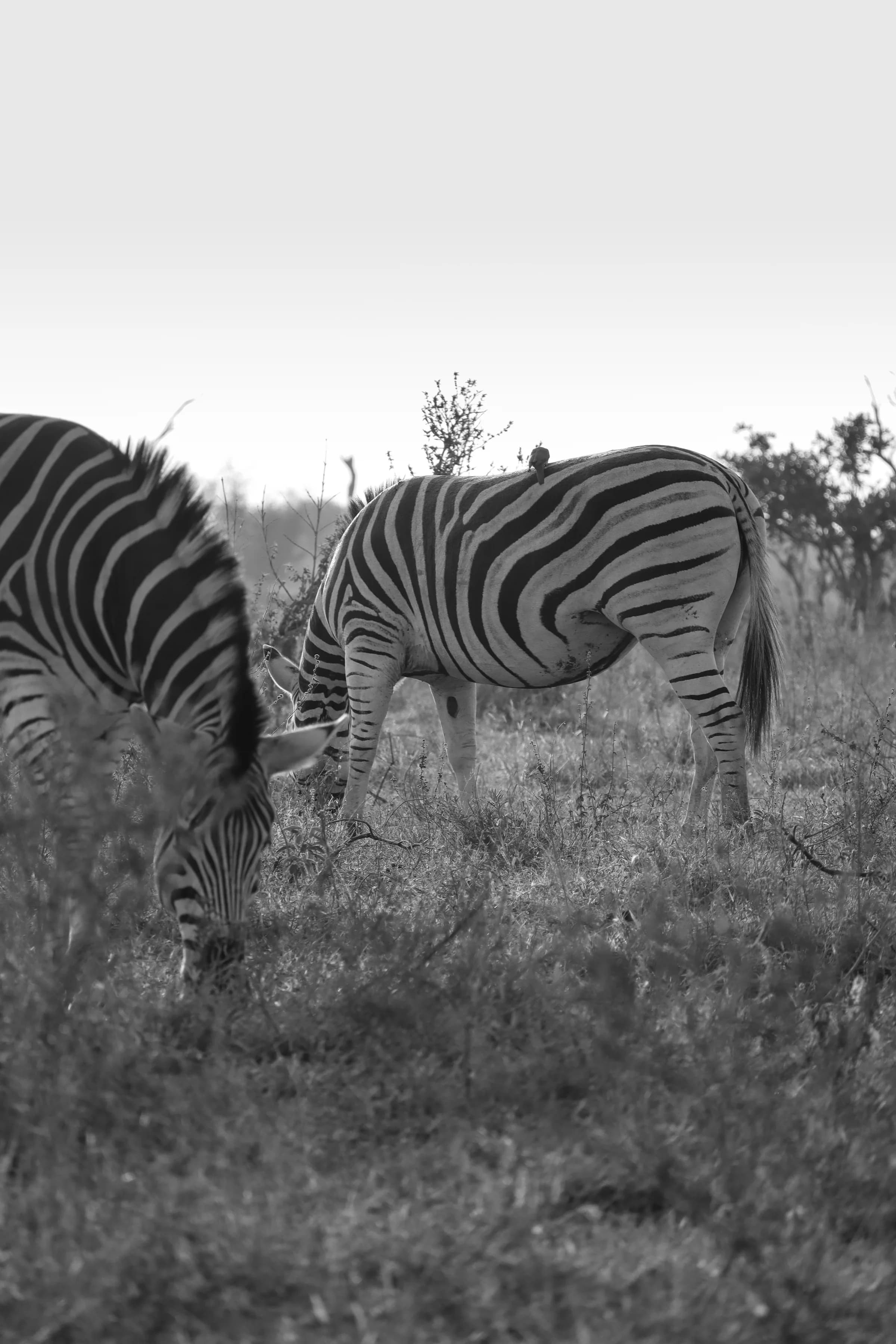 Zebras grazing